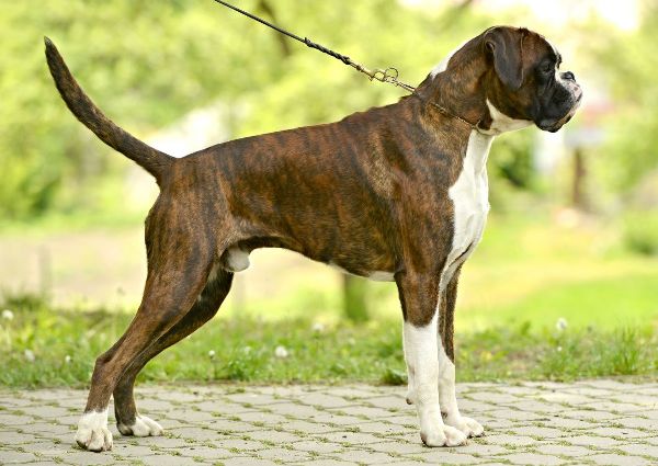 Собака боксёр: описание породы и ее характеристика, всё об уходе и содержании, немецкий боец и любимец семьи