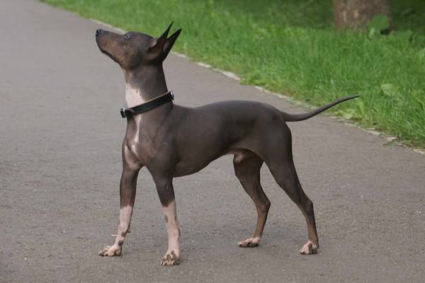 Собаки без шерсти (лысые): породы с названиями и фото - с челкой, маленькие или большие, как сфинксы
