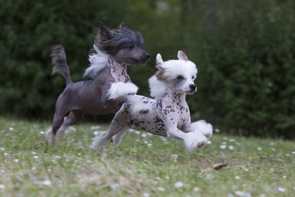Собаки без шерсти (лысые): породы с названиями и фото - с челкой, маленькие или большие, как сфинксы