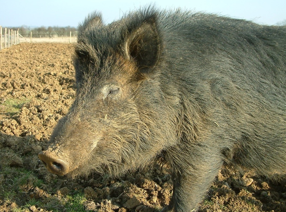 Содержание и разведение свиней породы Кармалы