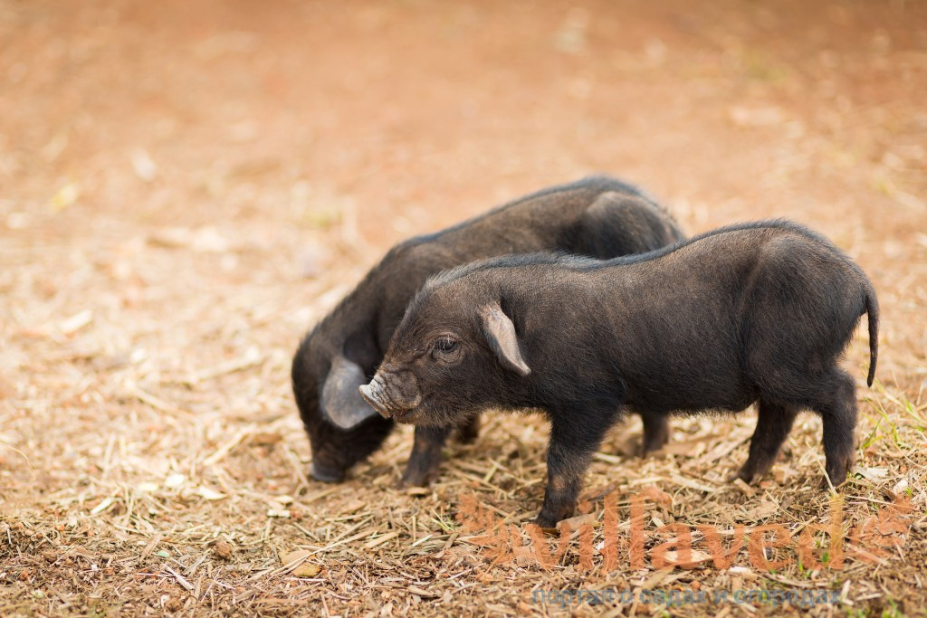 Содержание и разведение свиней породы Кармалы