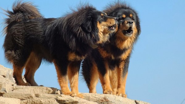 Тибетский мастиф: характеристика породы и описание, фото рядом с человеком и размеры, самая большая и дорогая собака