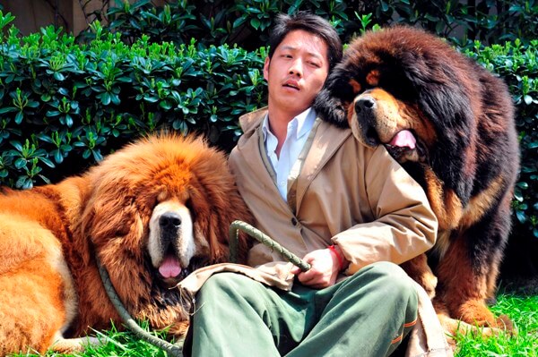 Тибетский мастиф: характеристика породы и описание, фото рядом с человеком и размеры, самая большая и дорогая собака
