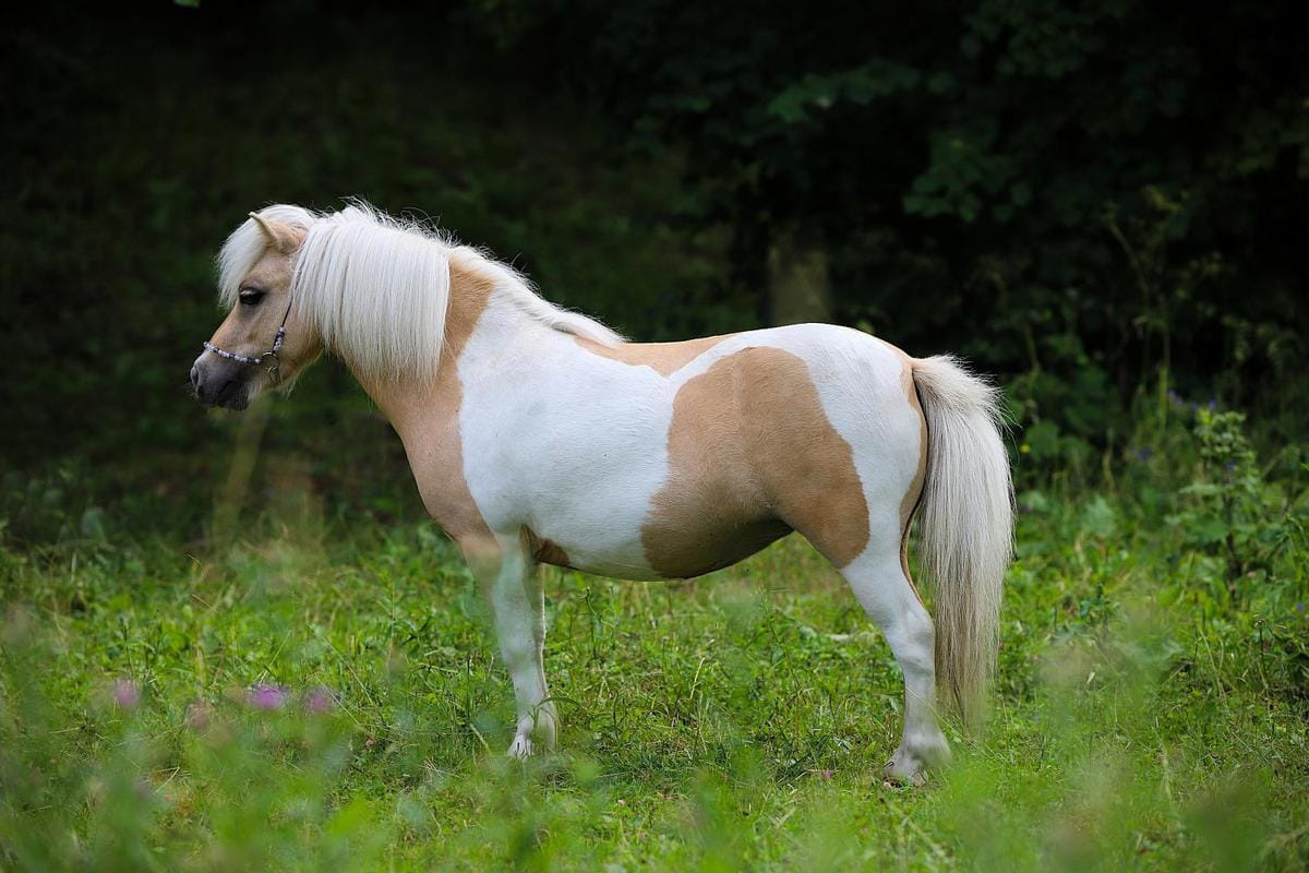 Топ-10 самых маленьких лошадей в мире