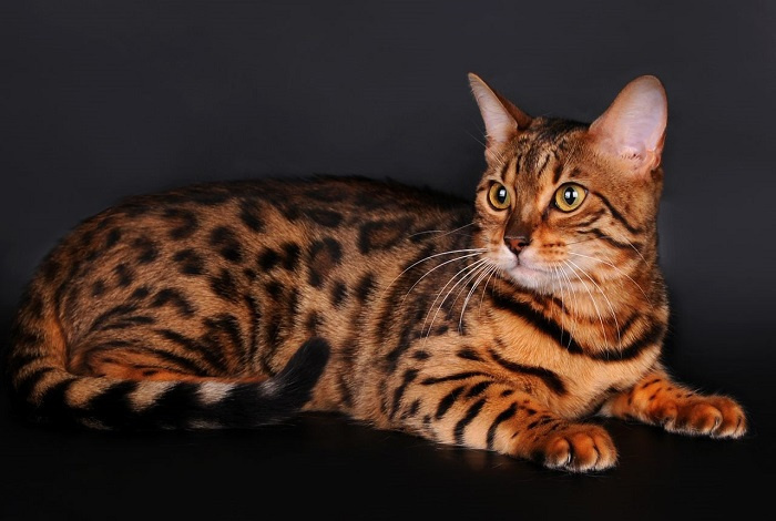 ТОП-20 самых дорогих кошек в мире