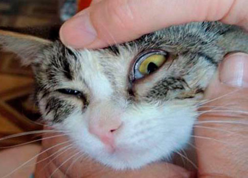 У шотландской кошки слезятся глаза