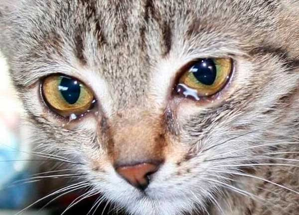 У шотландской кошки слезятся глаза