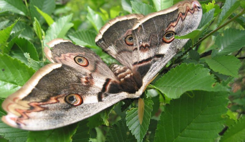 Удивительные бабочки мира