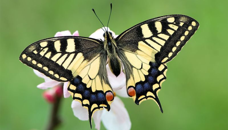 Удивительные бабочки мира