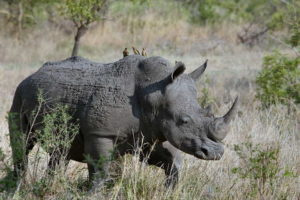 Удивительные факты из жизни носорогов, которые изменят ваши представления о них