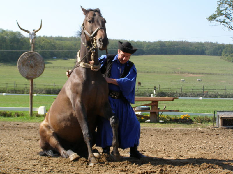 Венгерская теплокровная порода лошадей