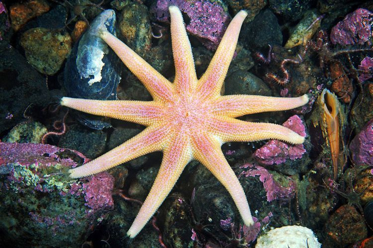 Виды морских звезд
