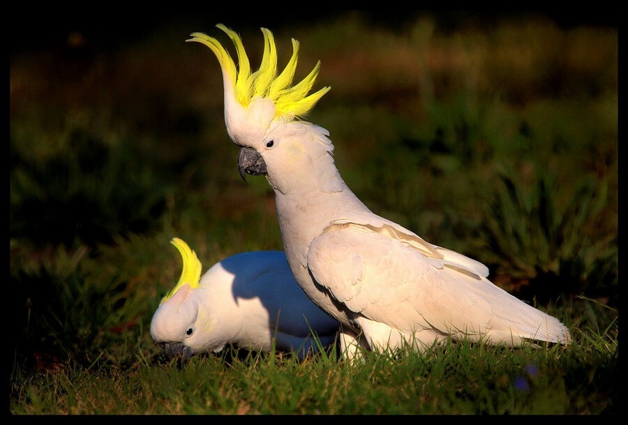 10 птиц с самыми красивыми хохолками