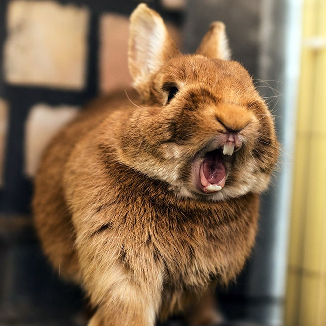15 фото зевающих кроликов