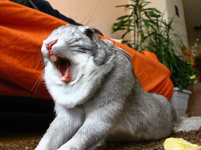 15 фото зевающих кроликов