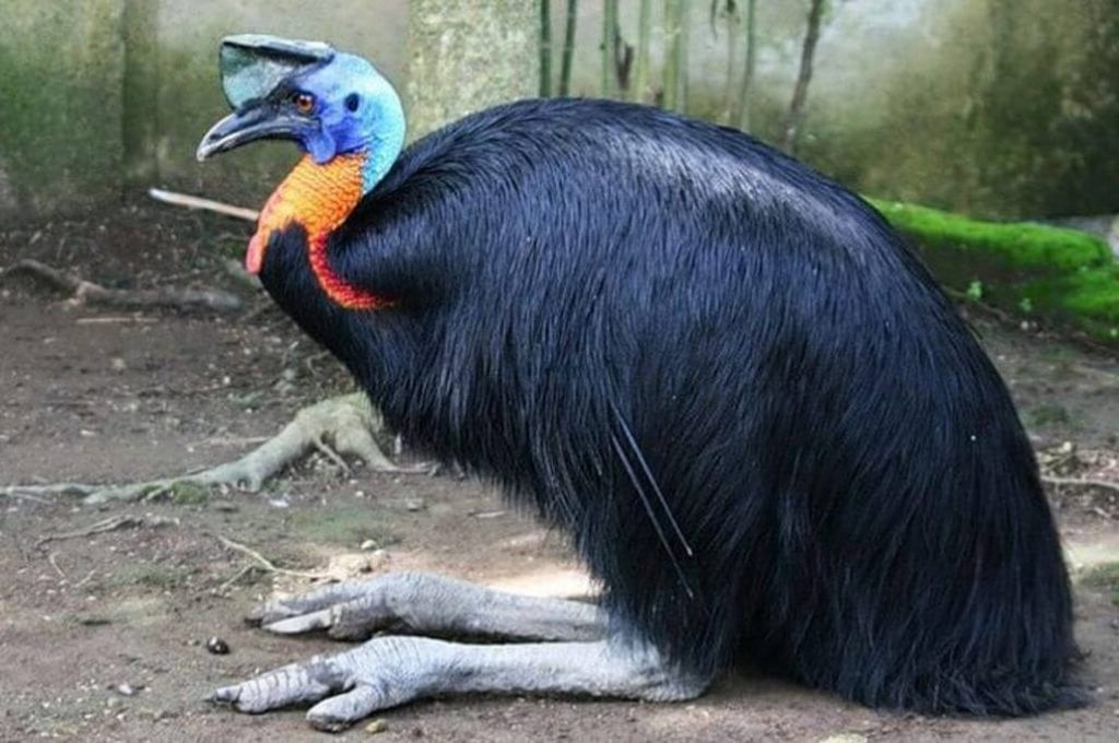 15 самых крупных птиц в мире
