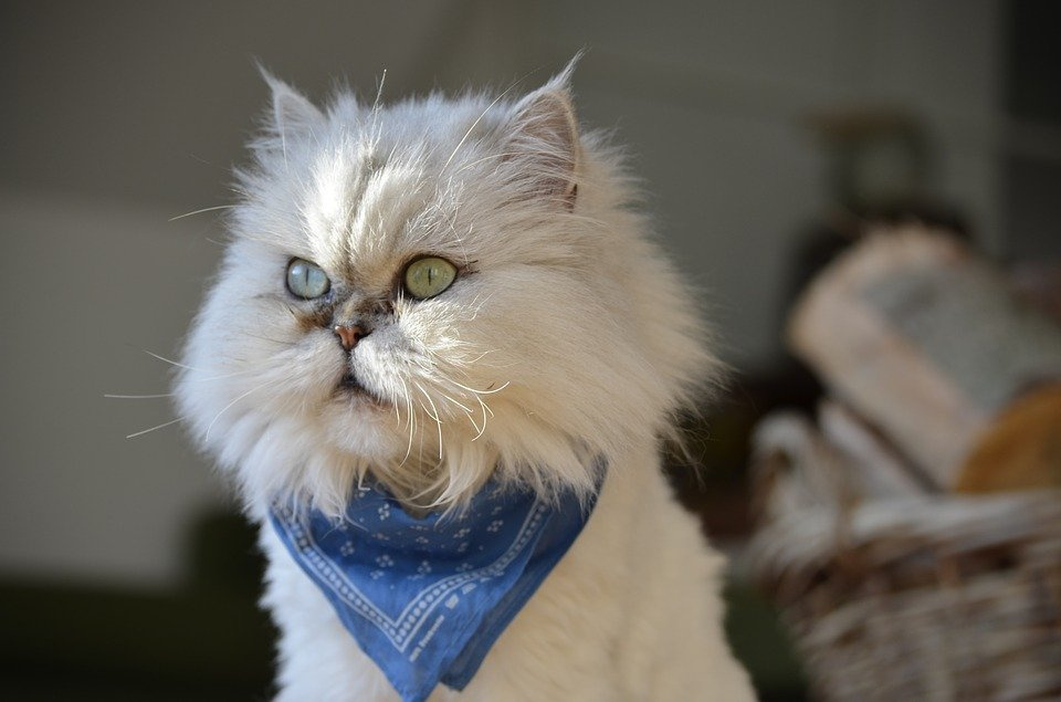 350 красивых кличек для персидских кошек
