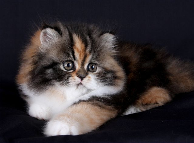 350 красивых кличек для персидских кошек