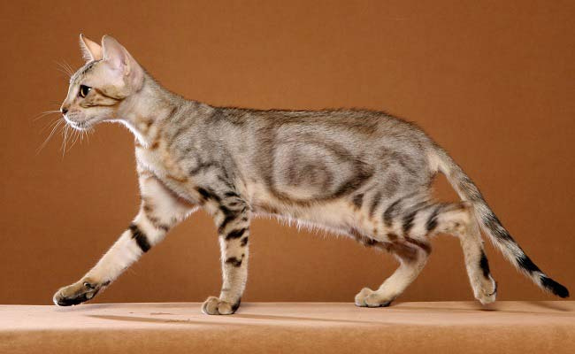 Африканская порода кошек сококе