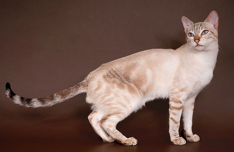 Африканская порода кошек сококе