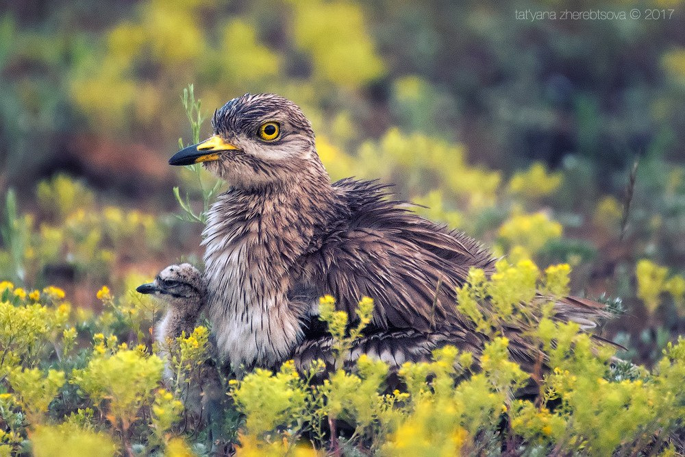 Авдотка – необычная птица