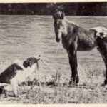 Австралийская овчарка (Аусси)