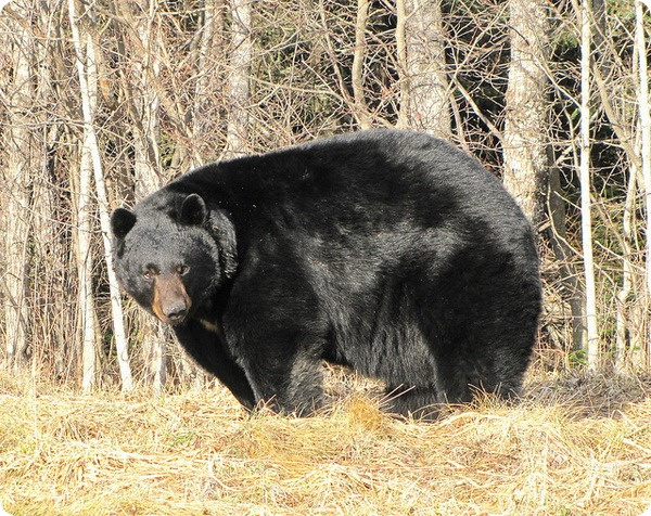 Барибал или черный медведь