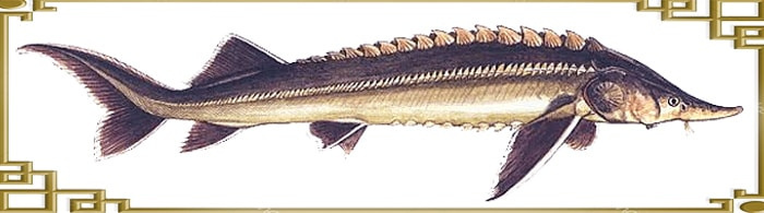 Царская рыба семейства осетровых – стерлядка