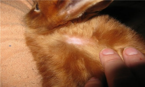 Частые болезни у кроликов и как их лечить, фото, первые симптомы, причины и профилактика