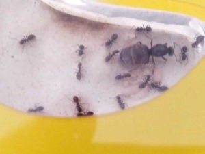 Чем кормить муравьев в муравьиной ферме дома