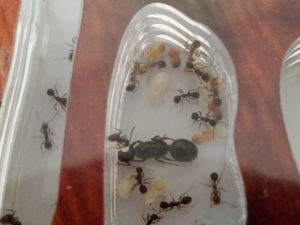 Чем кормить муравьев в муравьиной ферме дома