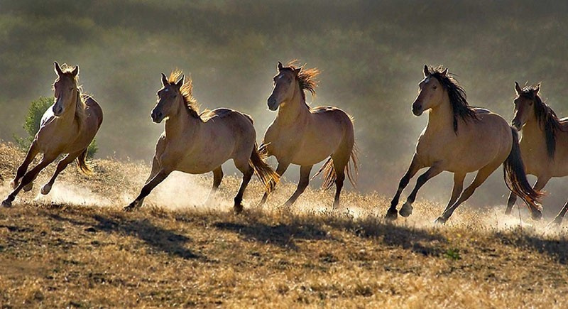 Дикие лошади в природе