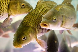 Домашнее рыбоводство: азы и особенности