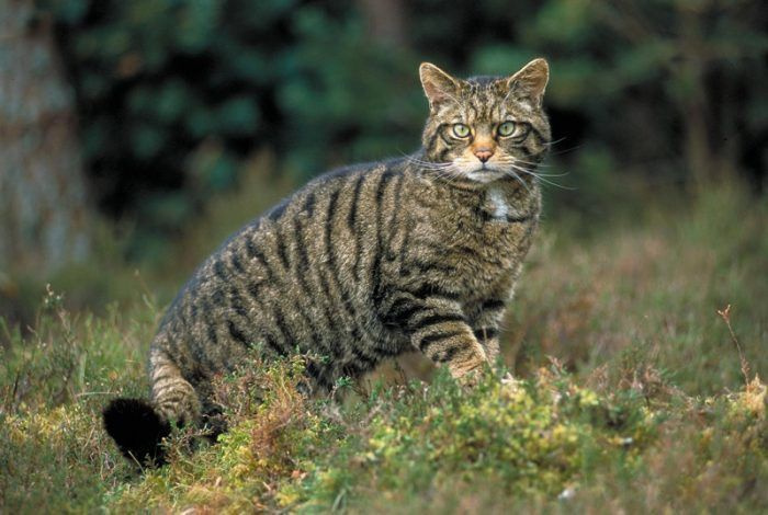 Европейский лесной кот