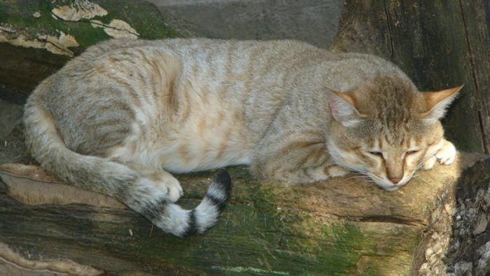 Европейский лесной кот
