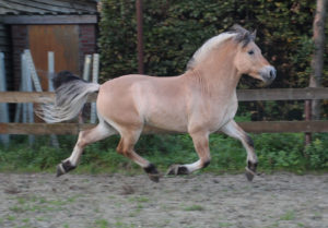 Фьорд лошадь