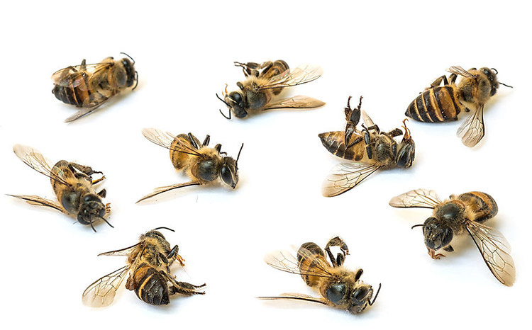 Где и как зимуют пчелы? Особенности зимовки
