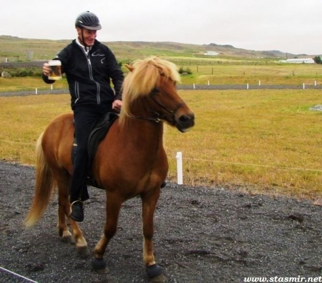Исландская порода лошадей