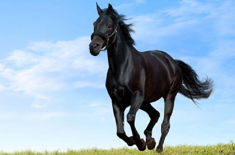 Кабардинская лошадь: особенности породы и уход