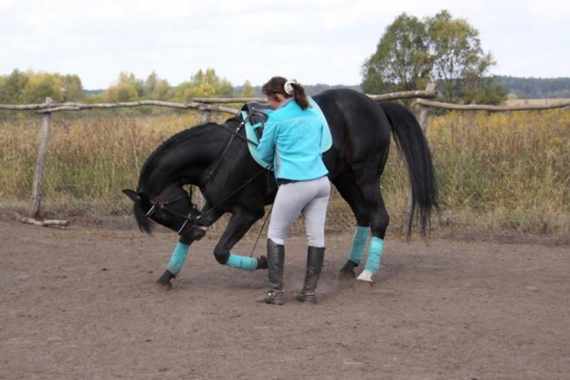 Как научить лошадь занимательным трюкам