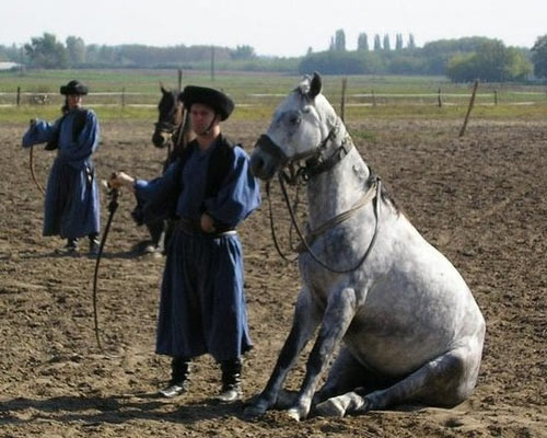 Как научить лошадь занимательным трюкам