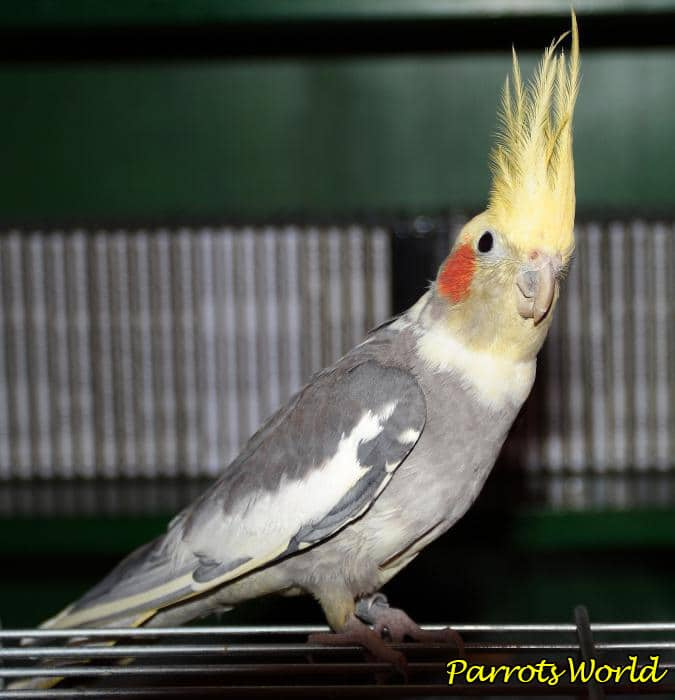 Как научить разговаривать попугая кореллу