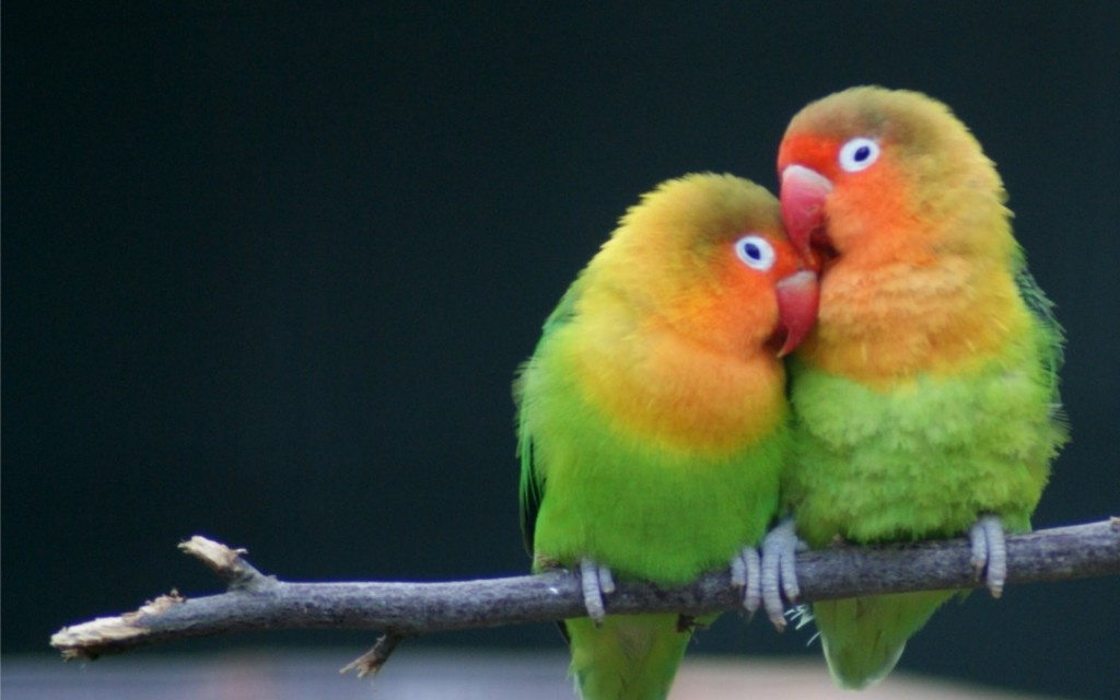Как назвать пару попугаев неразлучников