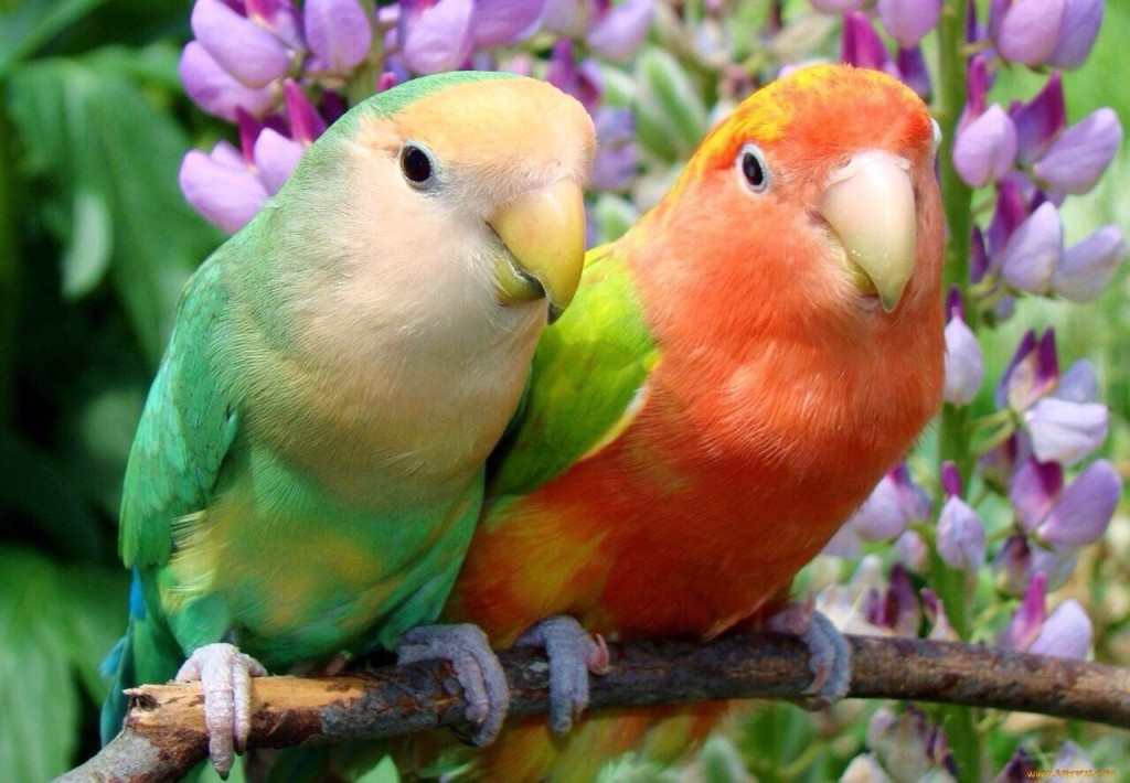 Как назвать пару попугаев неразлучников