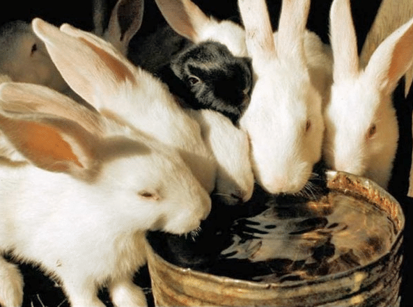 Как сделать поилку для кроликов: 5 способов своими руками +фото