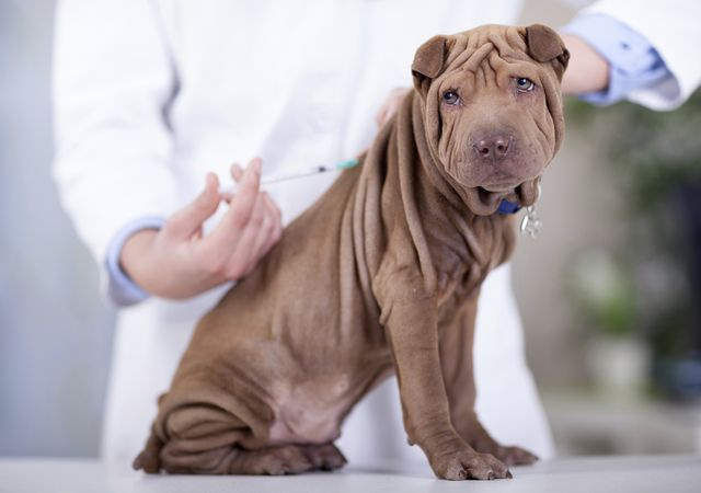 Какие прививки и в каком возрасте делают собакам