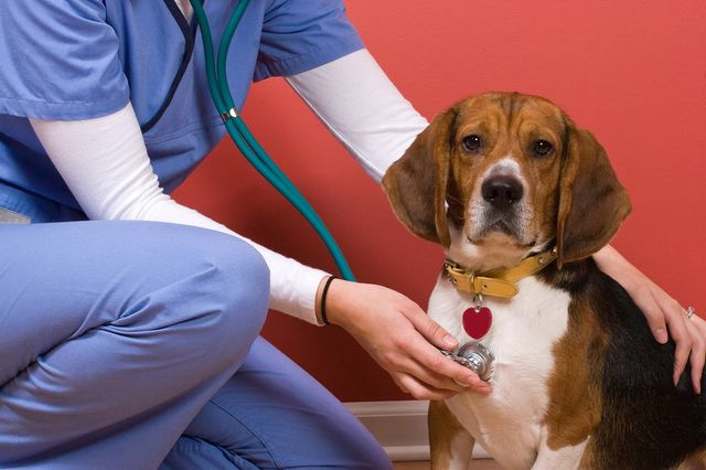 Какие прививки и в каком возрасте делают собакам