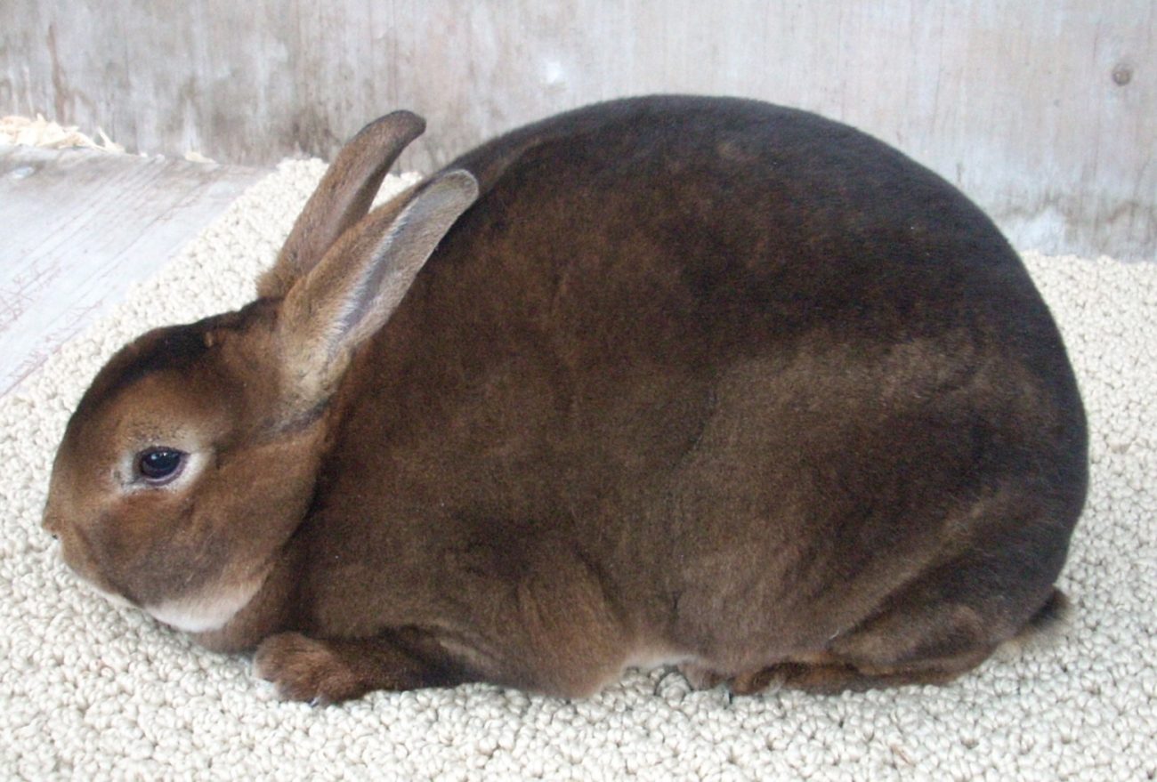 Кролик Баран