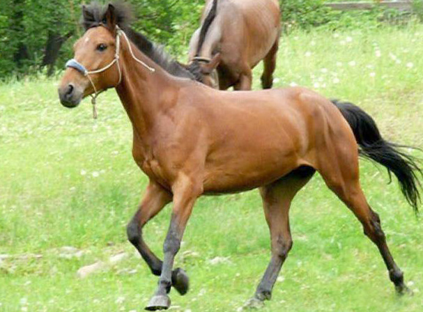 Кустанайская порода лошадей