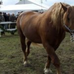 Лошади породы брабансон